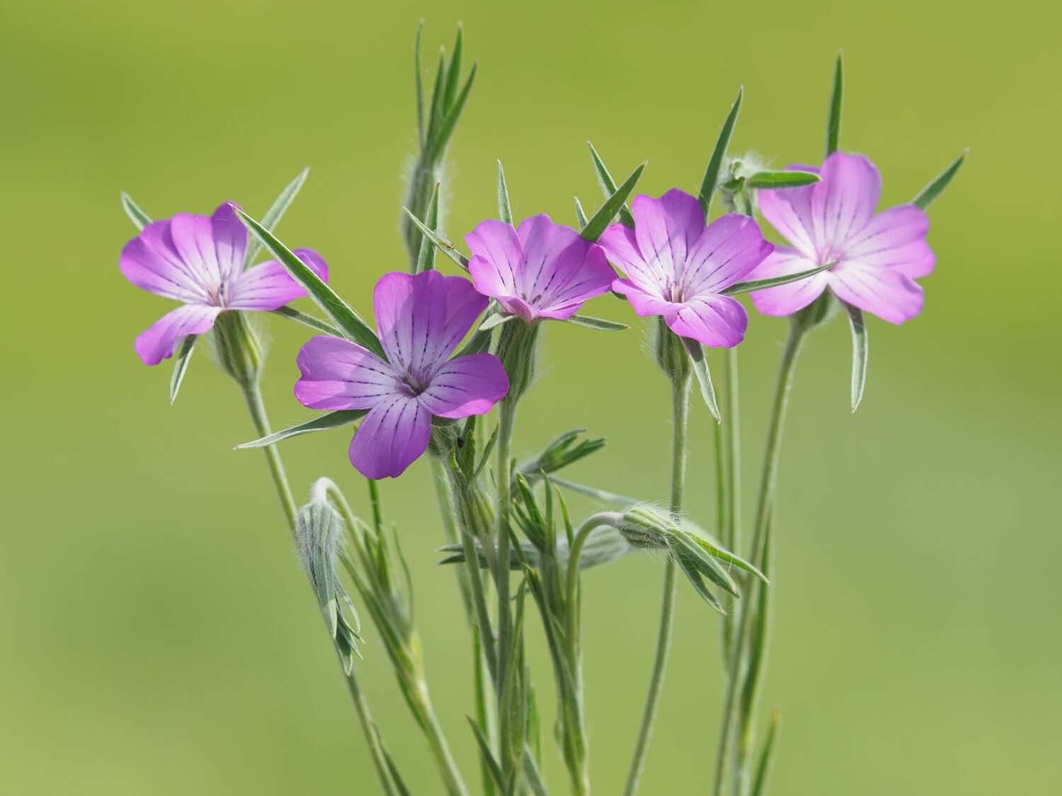 Corncockle (Agrostemma githago) – upright and branching with funnel-shaped magenta flowers