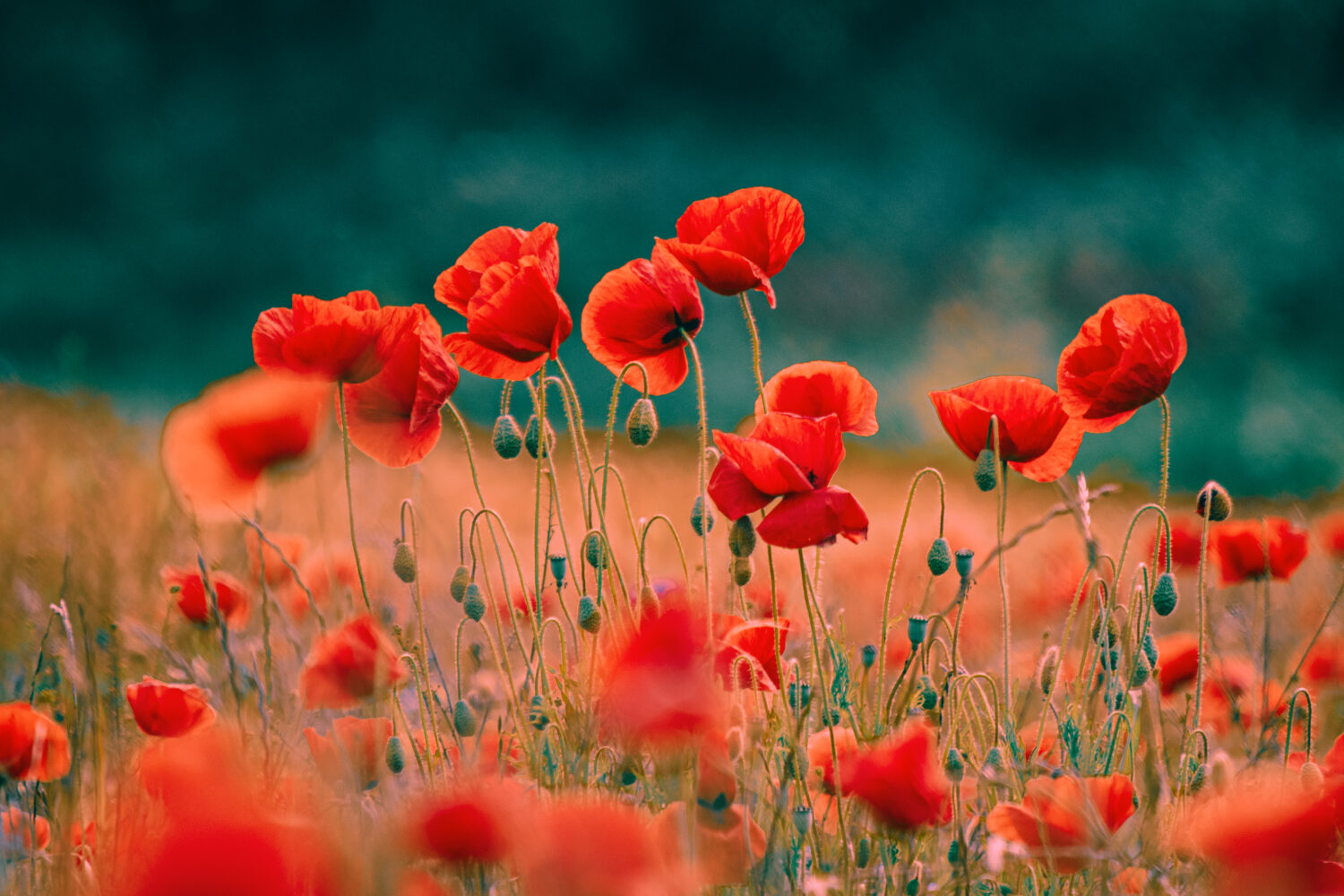 Field poppy (Palaver rhoeas) – eye catching and great for pollinators and birds