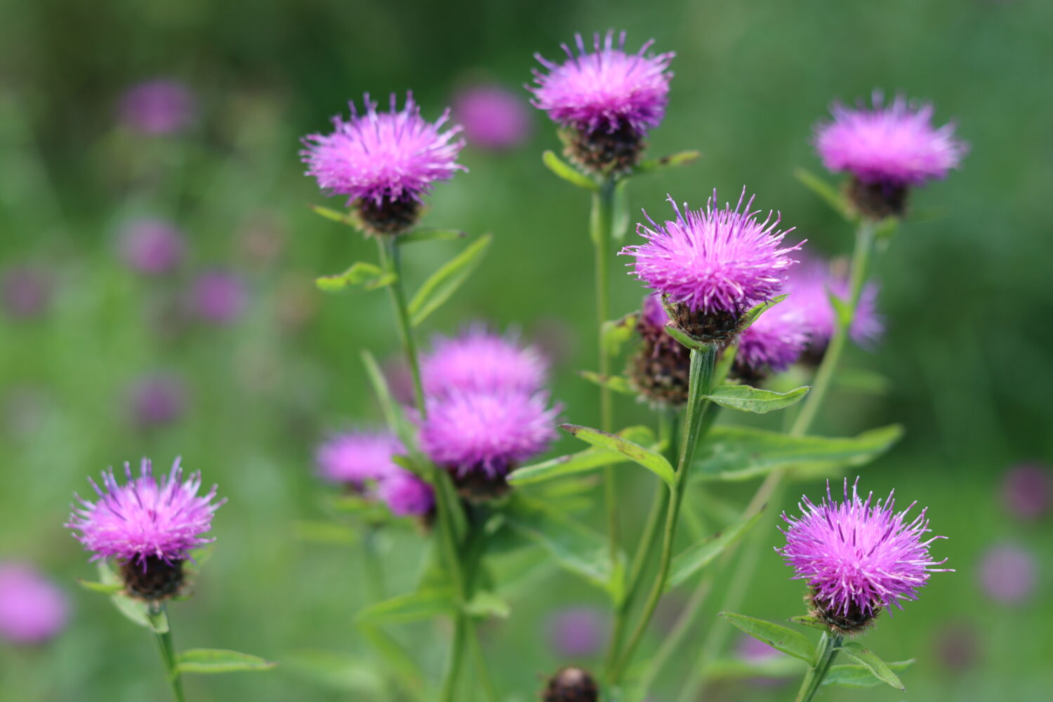 Knapweed (Centaurea nigra) – long-flowering, attracts meadow/hedge brown butterflies and bees