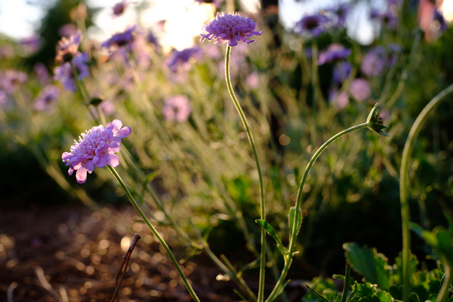 Field scabious (Knautia arvensis) – grows to around 1-1.5m in height