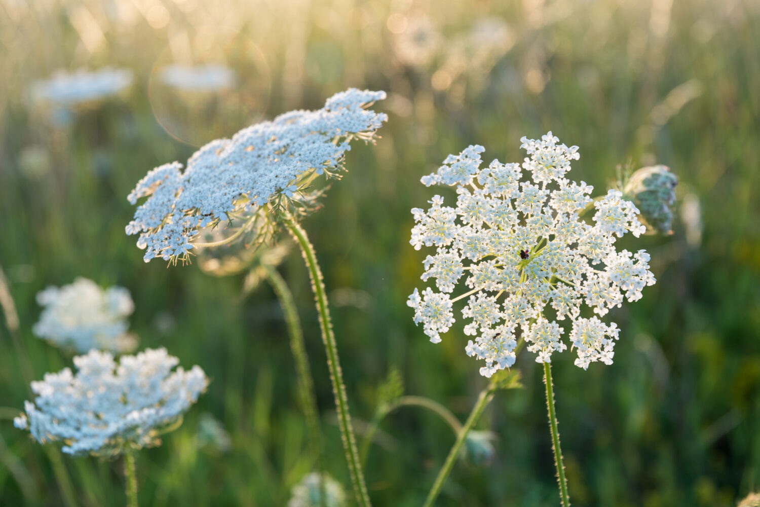 Wild carrot (Daucus carrotia) – tall white umbels that will attract a wide range of insects