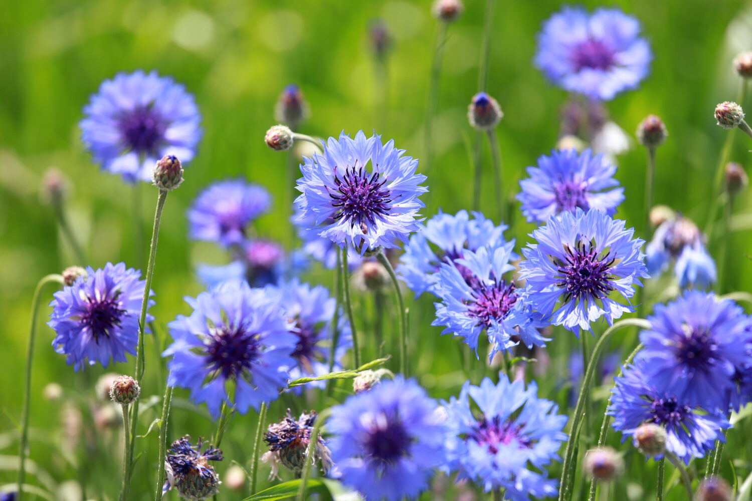 Cornflower (Centaurea cyanus) – as blue as the sky and rich in nectar