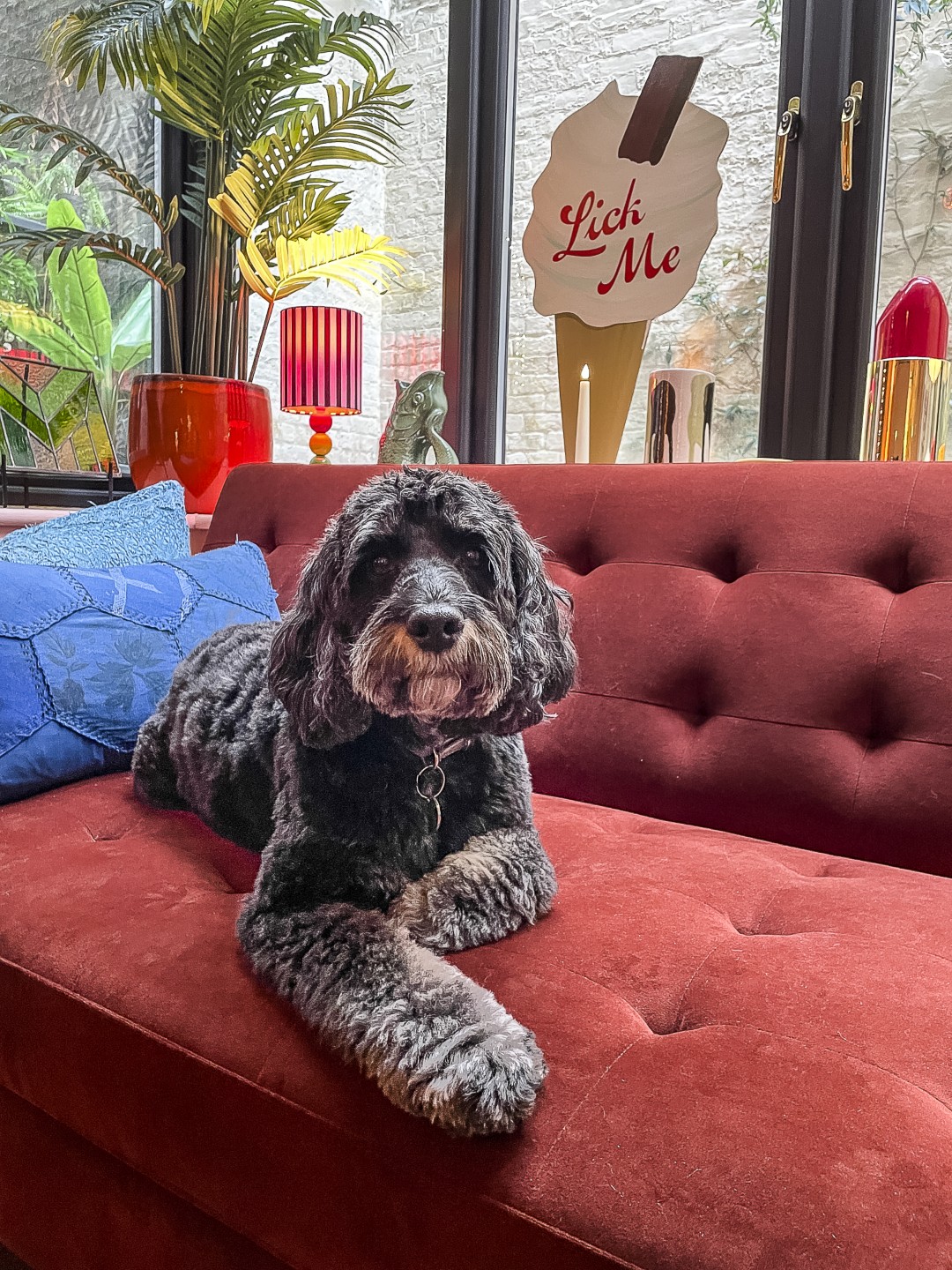 Dexter lounges on a velvet sofa by the window