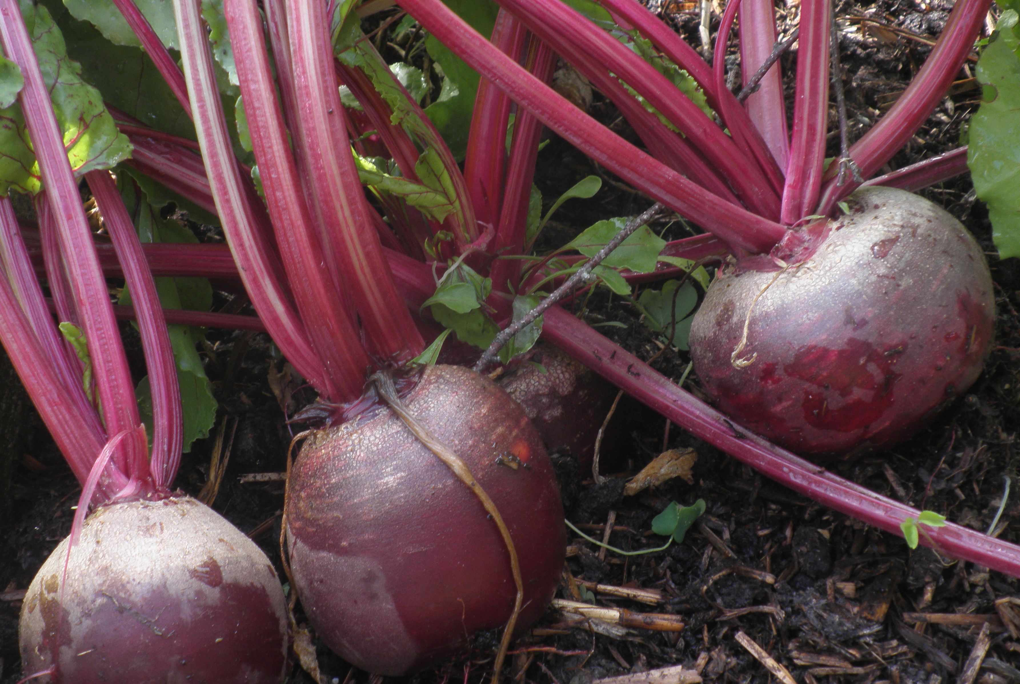 Beetroot