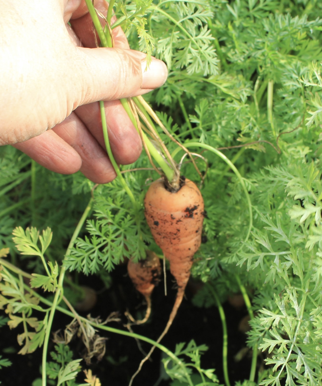 Chantenay carrots