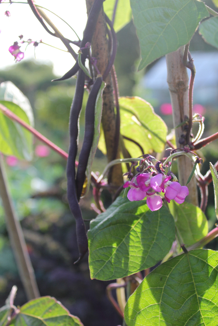 Climbing
French beans
