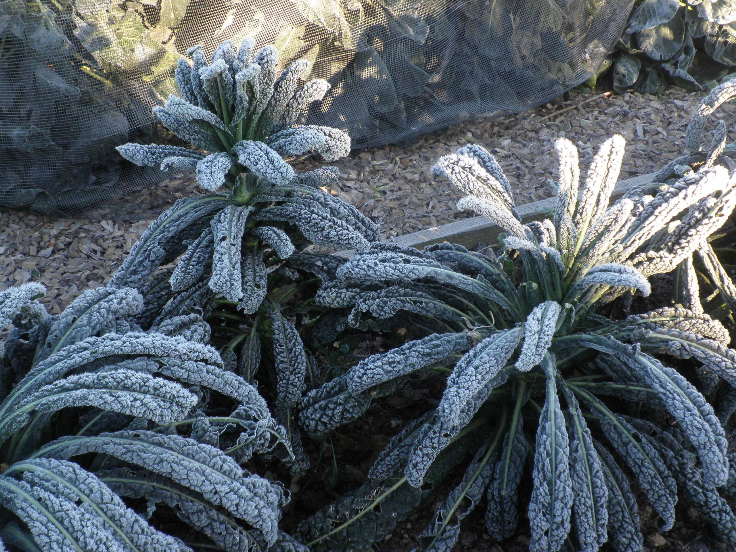 Frosted kale