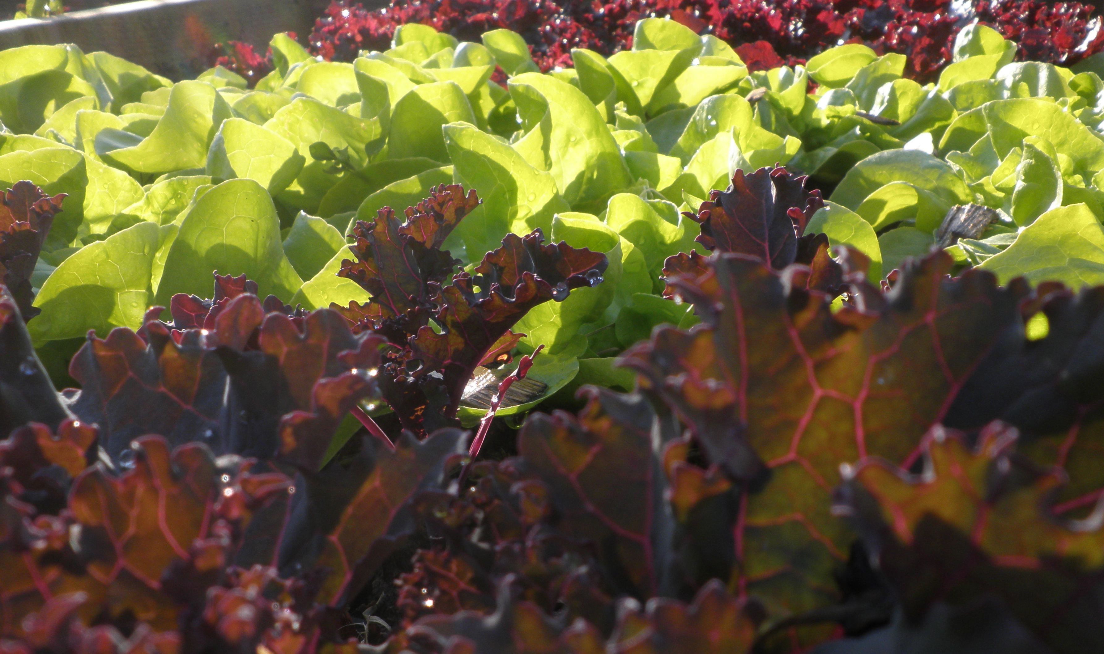 Loose leaved
lettuce