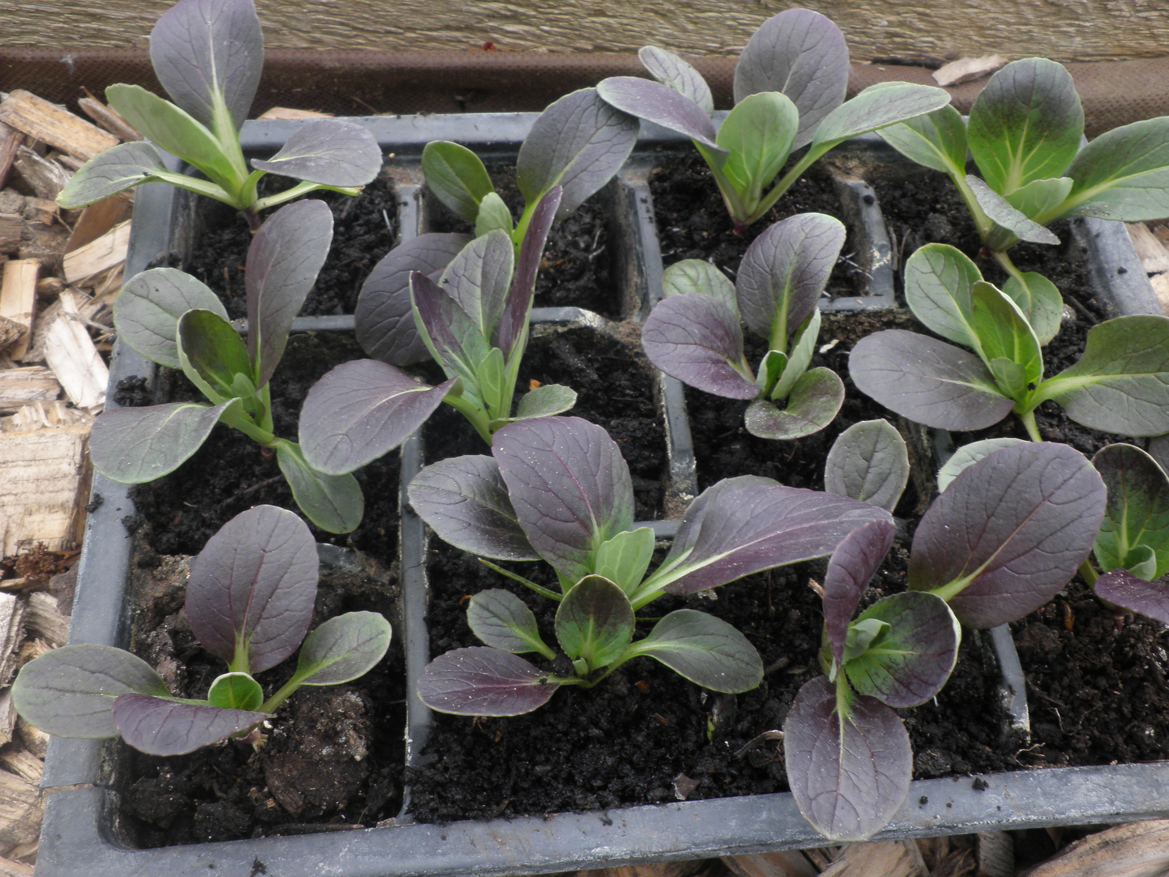 Pak choi seedlings