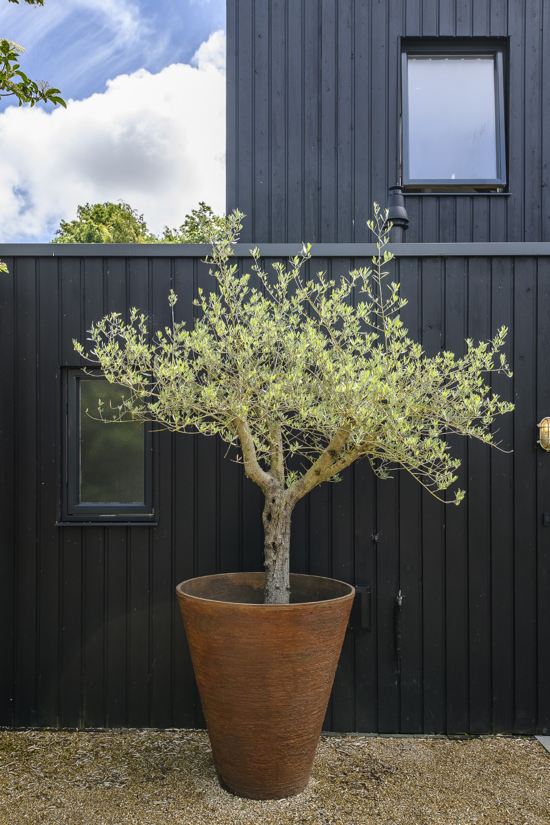 A mature olive tree makes a statement against the black cladding.
