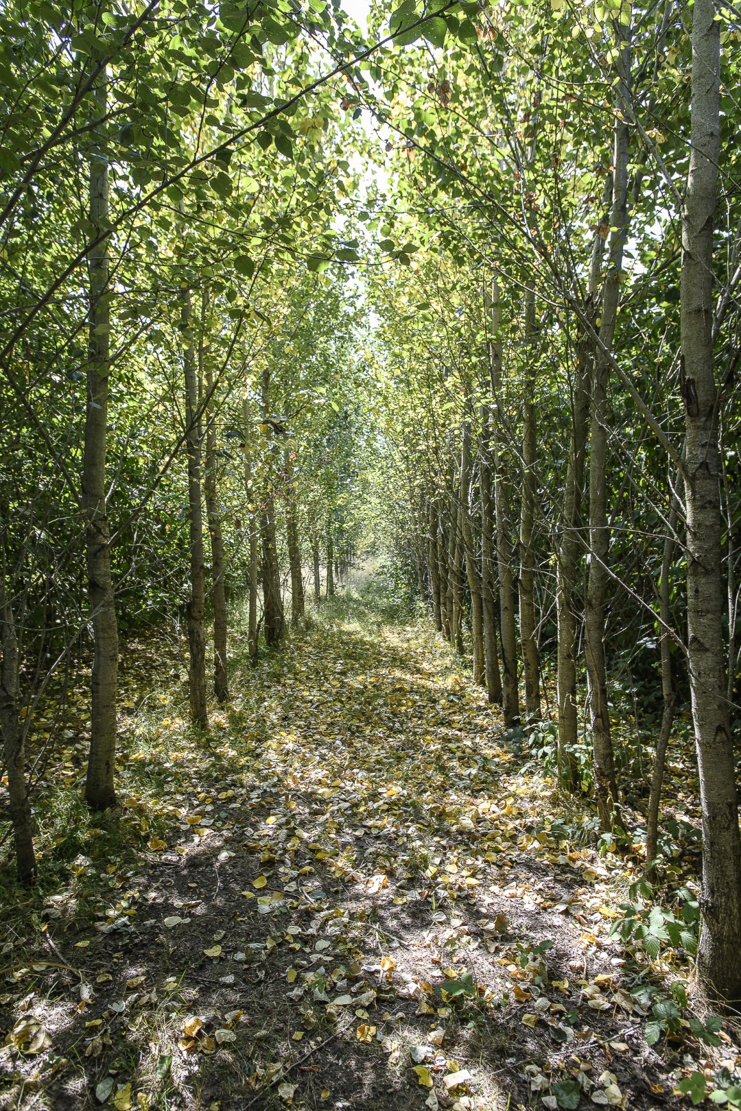 The family have devoted lots of time to the garden, planting avenues of trees and corners of interest throughout