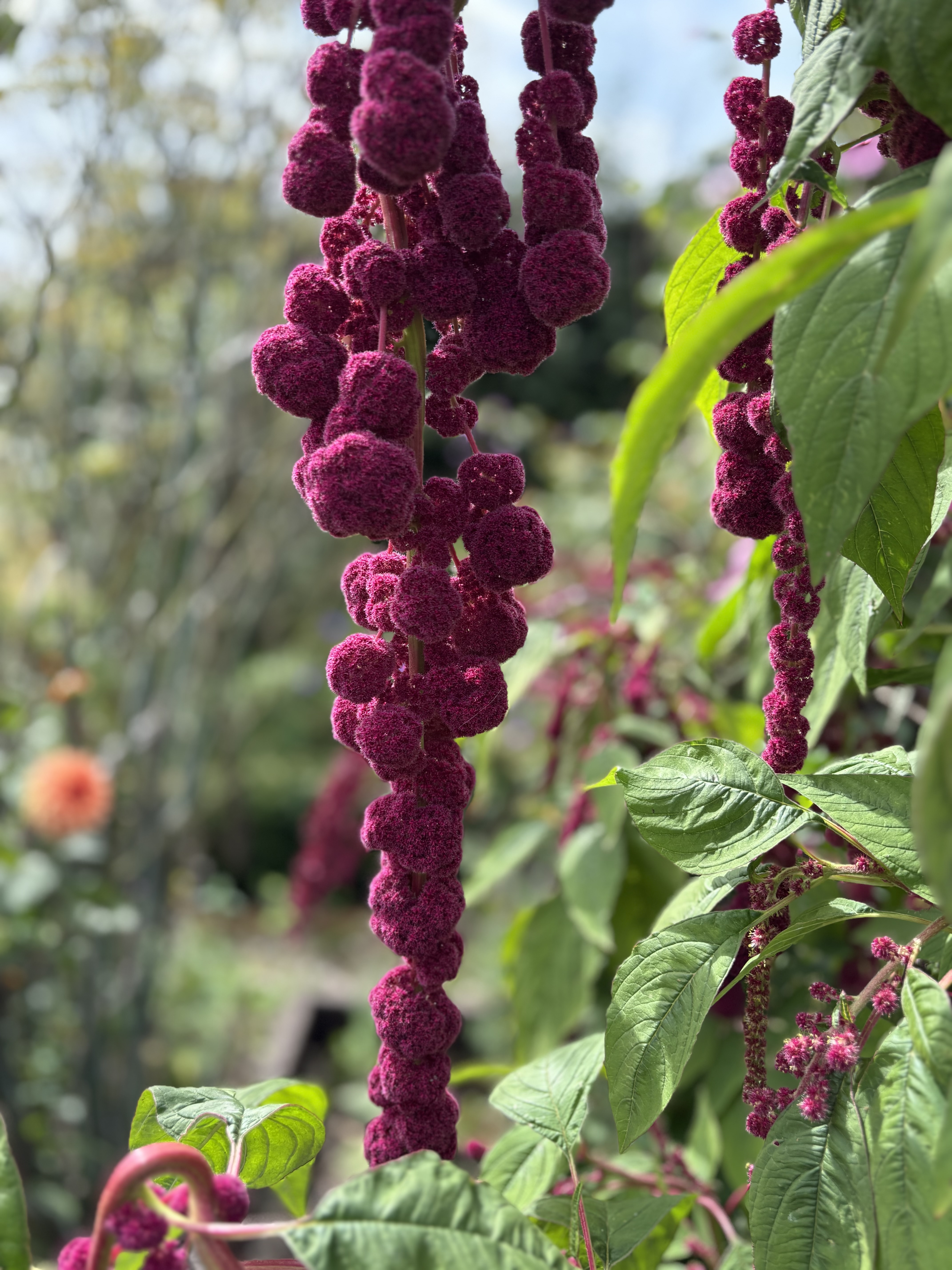 Love Lies Bleeding (Amaranthus caudatus)