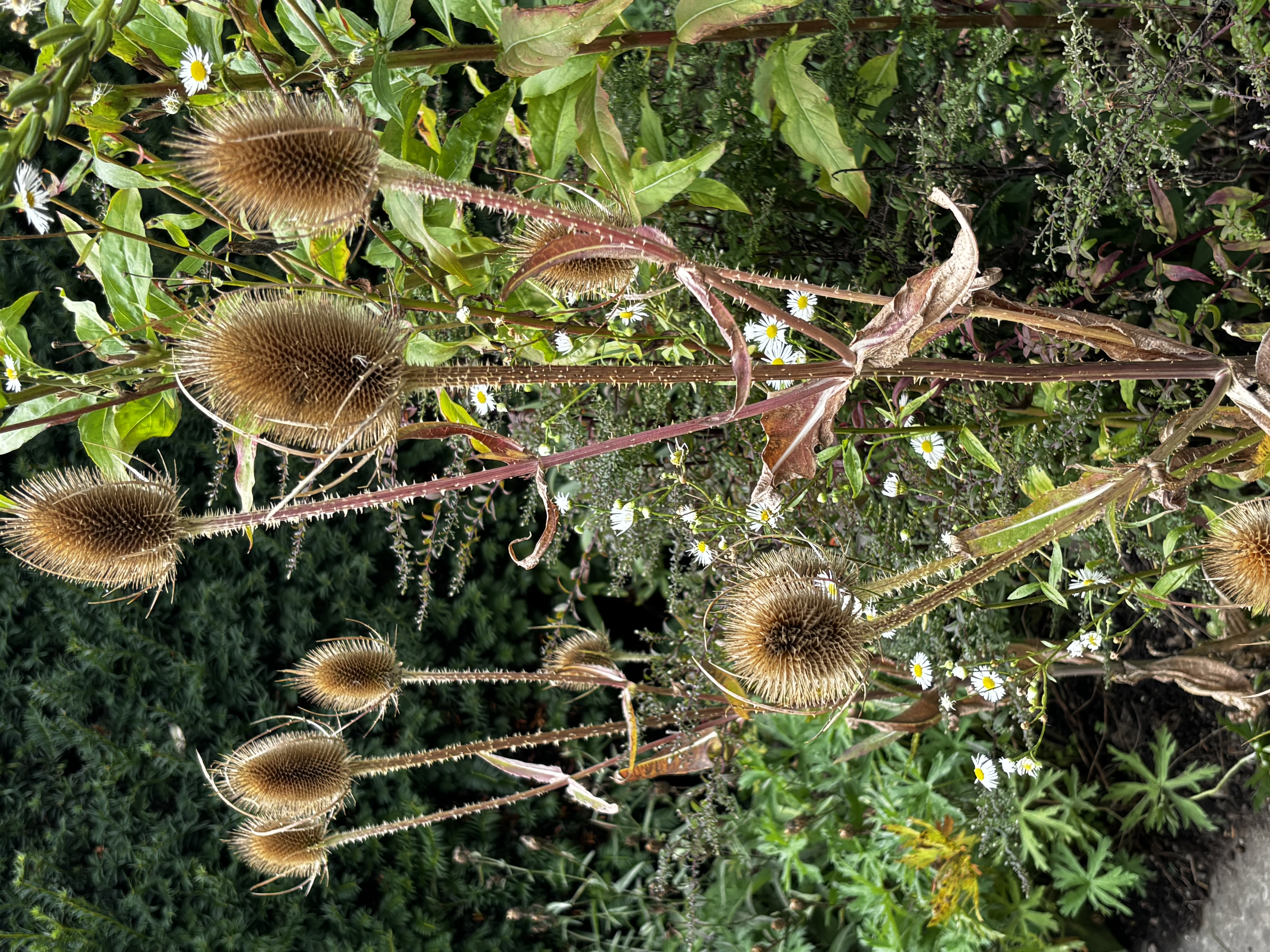 The teasel owes its name to its former use in the textile industry, where its hook-like bristles were used to ‘tease’ out the nap of cloth to make its surface softer