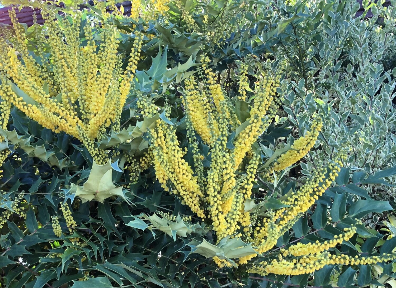 Mahonia