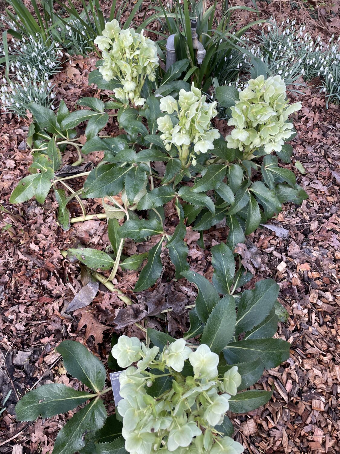 Hellebores and Snowdrops