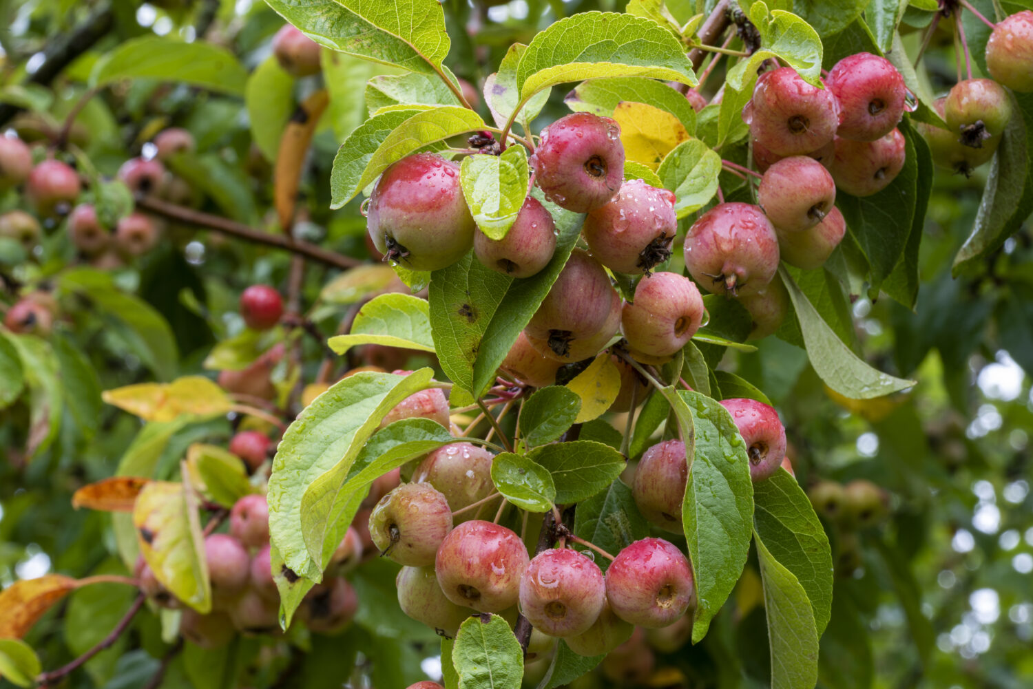 Close up of red crab apples, Malus 'Evereste', wet with raindrops on tree branch. Fruits and leaves blurred in the background.