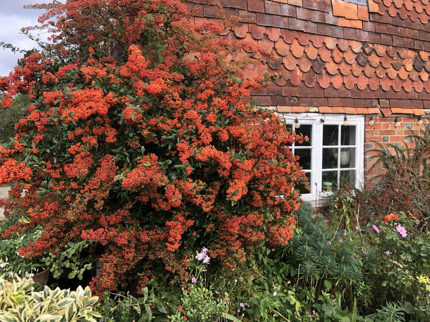 pyracantha in bloom against a house.